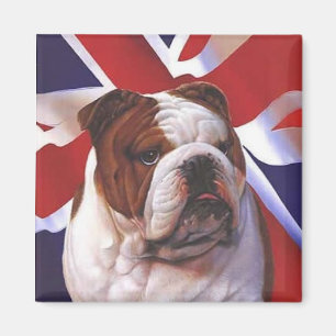 Imã Cão britânico de Bull