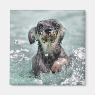 Imã Cão Cachorro Cachorro