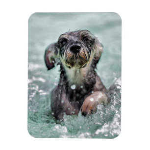 Ímã Cão Cachorro Cachorro