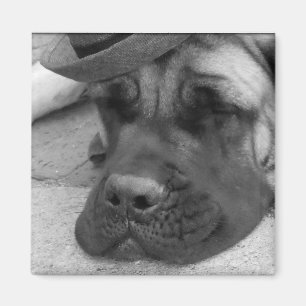 Imã Cão cansado