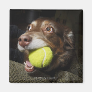 Imã Cão com bola de tênis