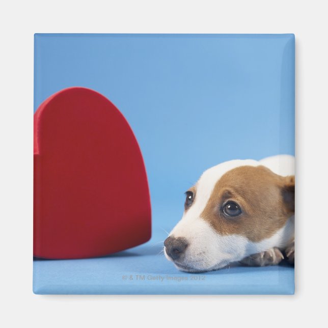 Imã Cão com coração (Frente)