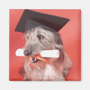 Imã Cão com mortarboard e diploma