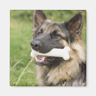 Imã Cão com osso