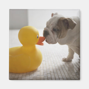 Imã Cão com pato plástico