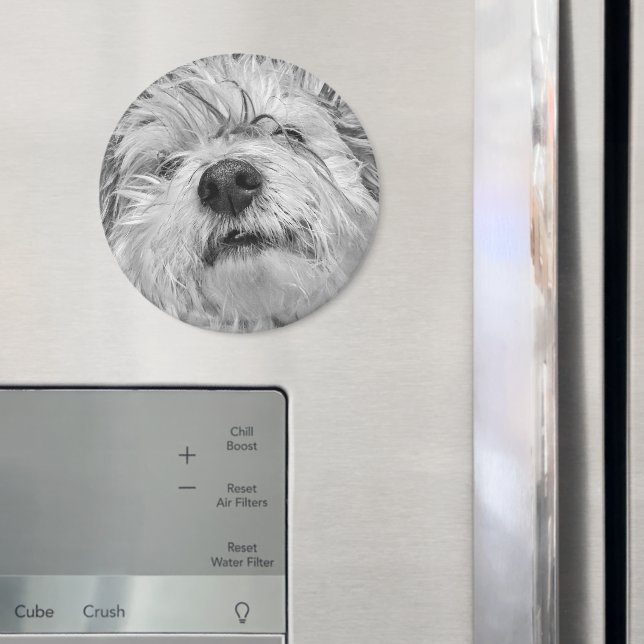 Imã Cão Coton de Tulear (In Situ (Fridge))