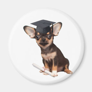 Imã Cão da chihuahua da graduação