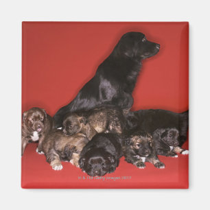 Imã Cão da mãe com filhotes de cachorro
