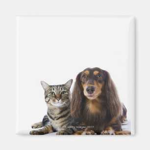 Imã Cão (Dachshund) e gato (gato japonês) no branco