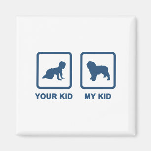 Imã Cão de água espanhol