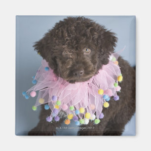 Imã Cão de Água Italiano (Lagotto)