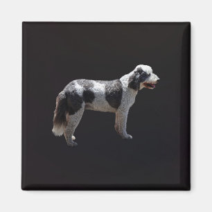 Imã Cão de Água Português