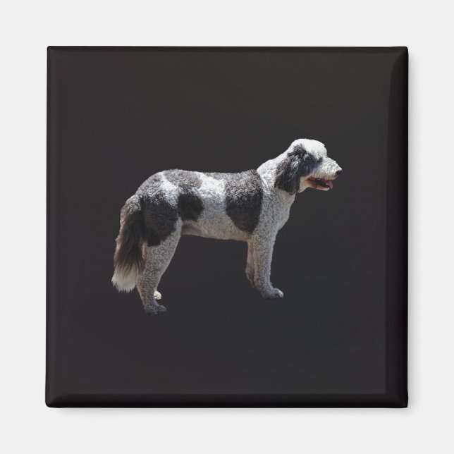 Imã Cão de Água Português (Frente)
