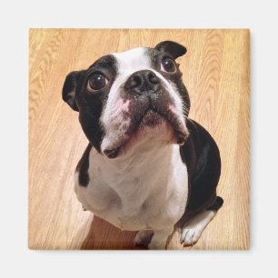 Imã Cão de Boston Terrier