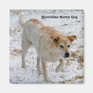 Imã Cão de Bovinos Australiano