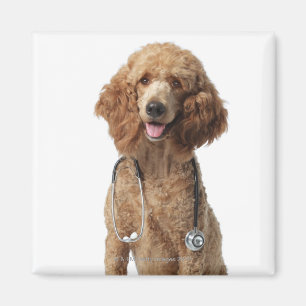 Imã Cão de caniche dourado que veste um estetoscópio