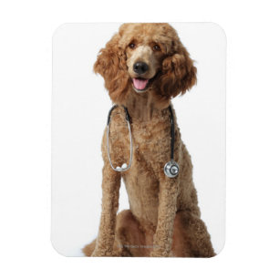 Ímã Cão de caniche dourado que veste um estetoscópio