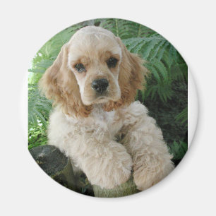 Imã Cão de cocker spaniel do americano e a samambaia