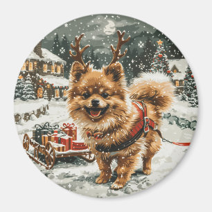 Imã Cão-de-estreia da Pomerânia de Natal