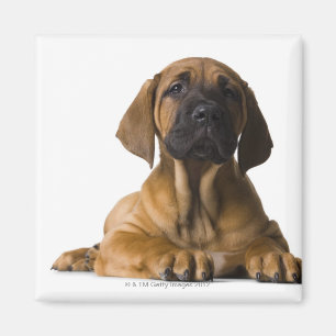 Imã Cão de filhote de cachorro