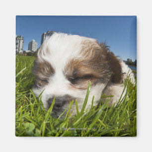 Imã Cão de filhote de cachorro bonito no parque,