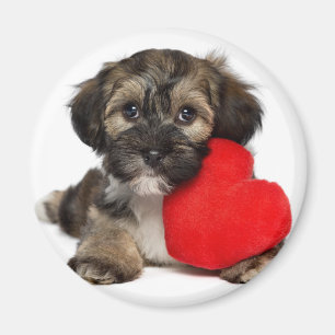 Imã Cão de filhote de cachorro de Havanese dos