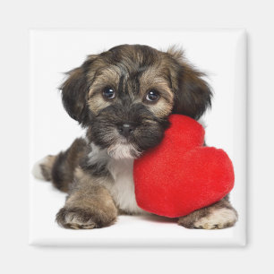 Imã Cão de filhote de cachorro de Havanese dos