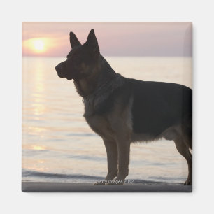Imã Cão de german shepherd na baía Georgian, Ontári