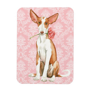 Ímã Cão de Ibizan cor-de-rosa dos namorados