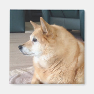 Imã Cão de islândia