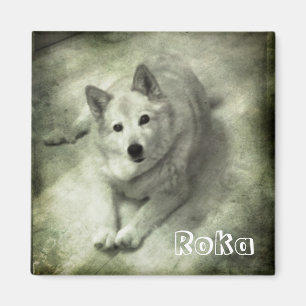 Imã Cão de islândia Roka