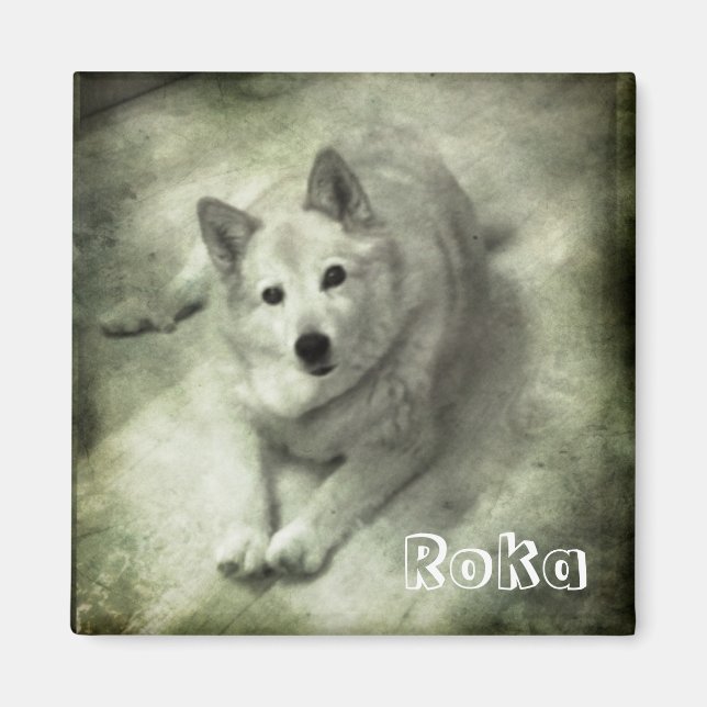 Imã Cão de islândia Roka (Frente)
