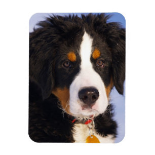 Ímã Cão de Montanha Bernês - Foto de Cachorrinho Fofo