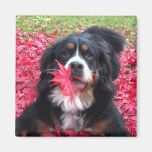 Imã Cão de Montanha Bernese Personalizável