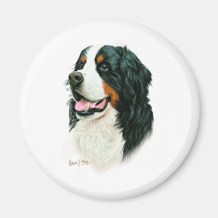Imã Cão de montanha de Bernese