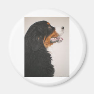 Imã Cão de montanha de Bernese 2