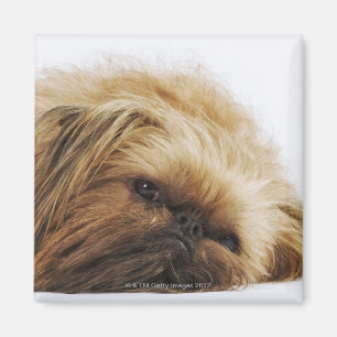 Imã Cão de Pekingese, fim acima