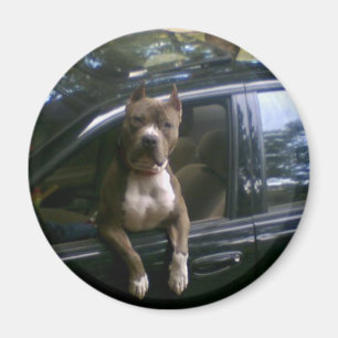 Imã Cão de Pitbull no ímã do carro