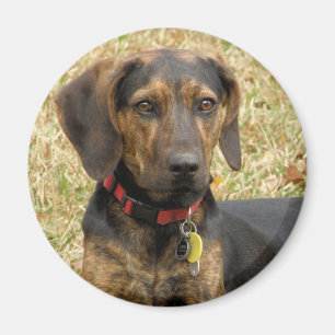 Imã Cão de Plott