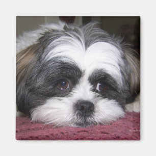 Imã Cão de Shih Tzu