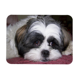 Ímã Cão de Shih Tzu