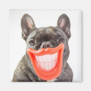 Imã Cão de sorriso das imagens A de Getty