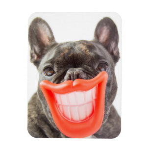 Ímã Cão de sorriso das imagens A de Getty