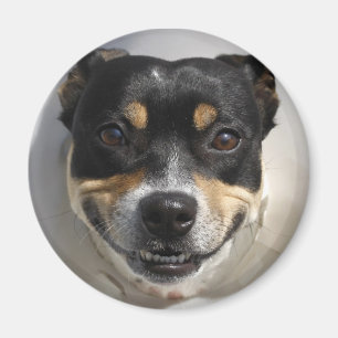 Imã Cão de sorriso engraçado