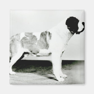 Imã Cão de St Bernard