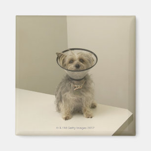 Imã Cão de Terrier que veste o colar protetor