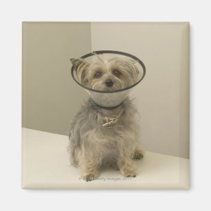 Imã Cão de Terrier que veste o colar protetor,