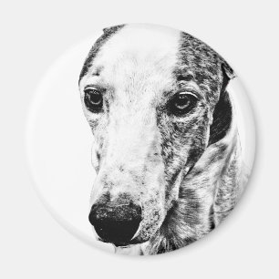 Imã Cão de Whippet