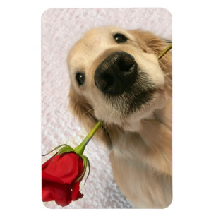 Ímã Cão do golden retriever com rosa vermelha