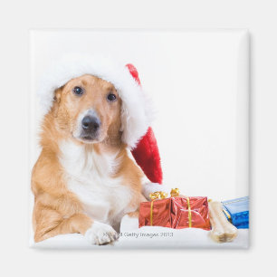 Imã Cão do Natal com antler e os presentes coloridos